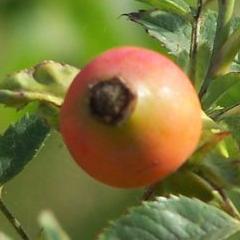 rosa canina