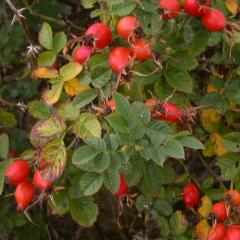 Rosa Moschata Herrm