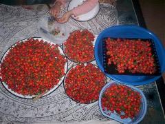 kusburnu